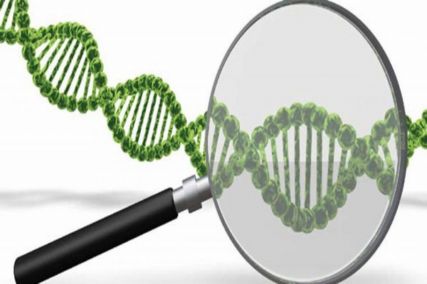 ADN người và những biến đổi